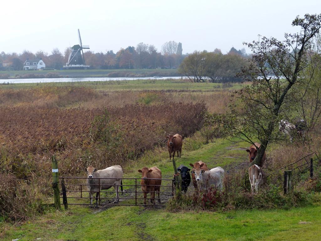 'T Geheim Van De Molenaer Kampen Exteriér fotografie
